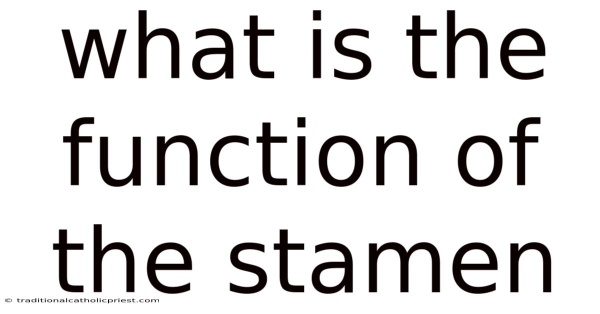 What Is The Function Of The Stamen