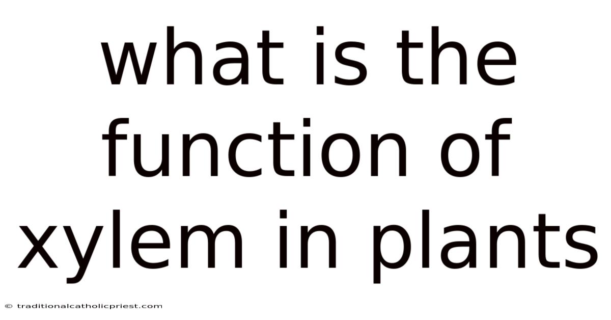 What Is The Function Of Xylem In Plants