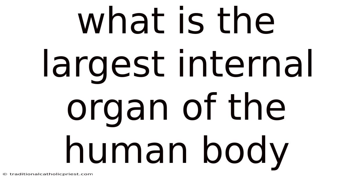 What Is The Largest Internal Organ Of The Human Body