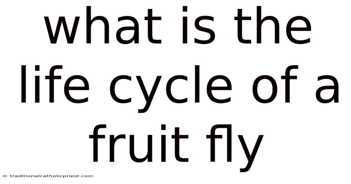 What Is The Life Cycle Of A Fruit Fly