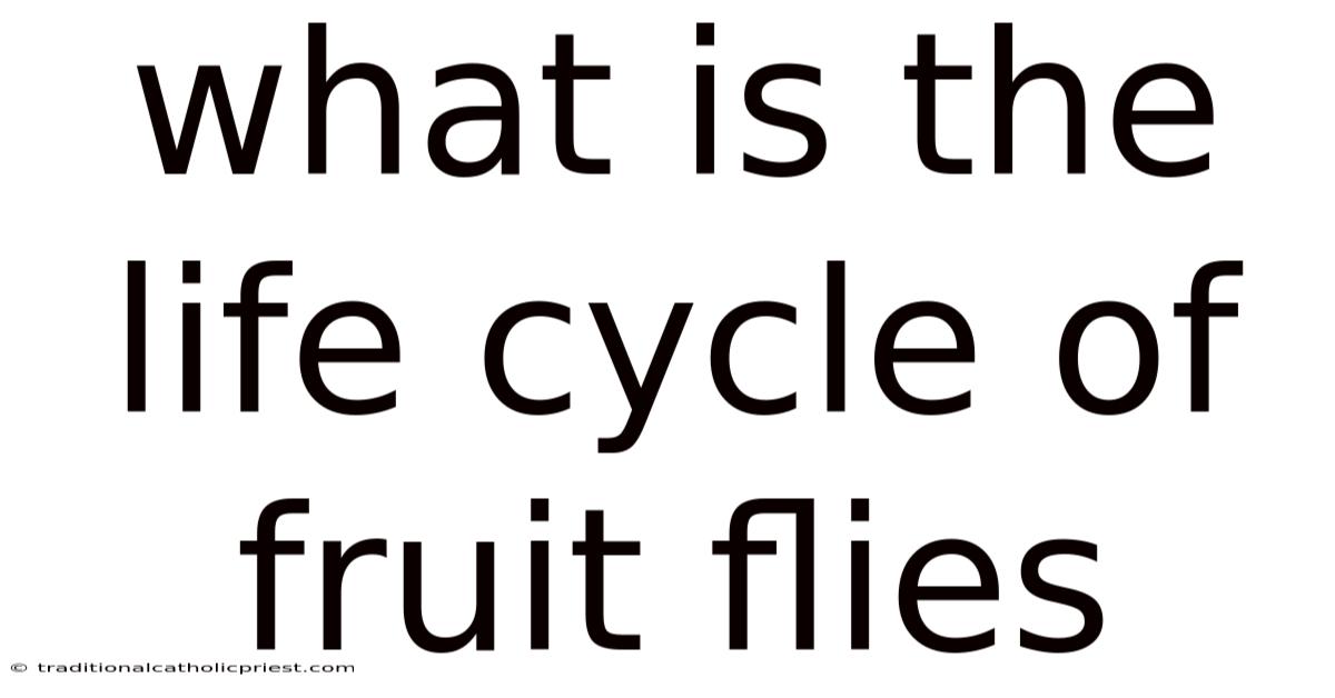 What Is The Life Cycle Of Fruit Flies