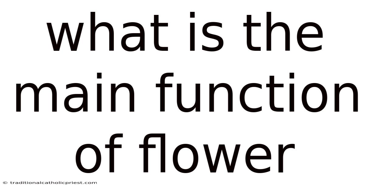 What Is The Main Function Of Flower