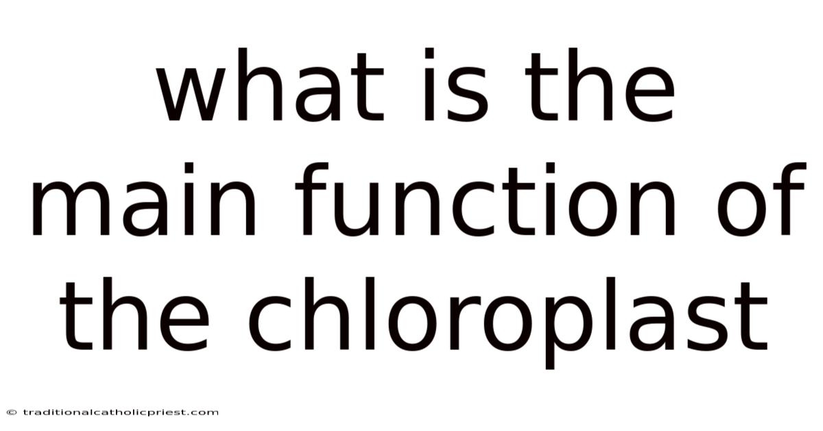 What Is The Main Function Of The Chloroplast