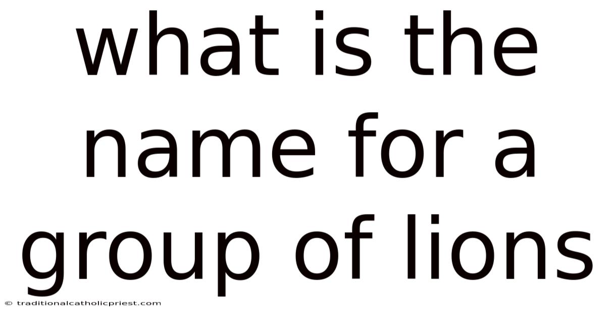 What Is The Name For A Group Of Lions