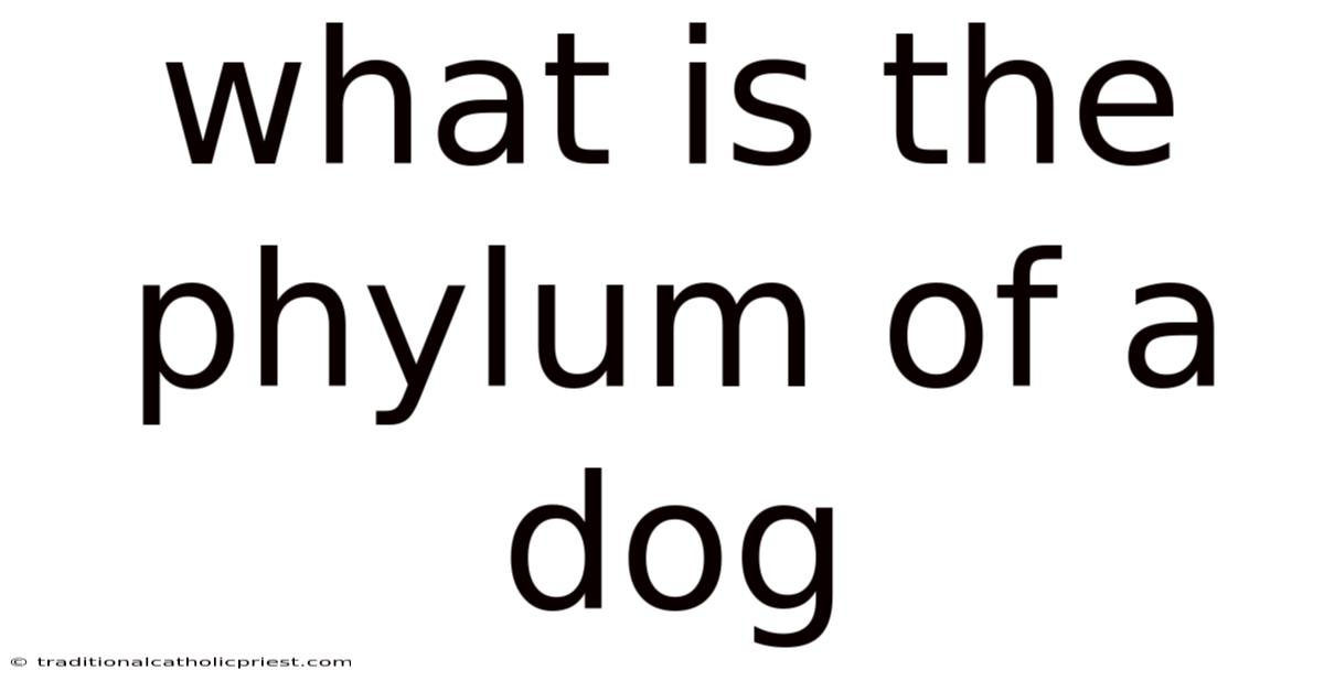 What Is The Phylum Of A Dog