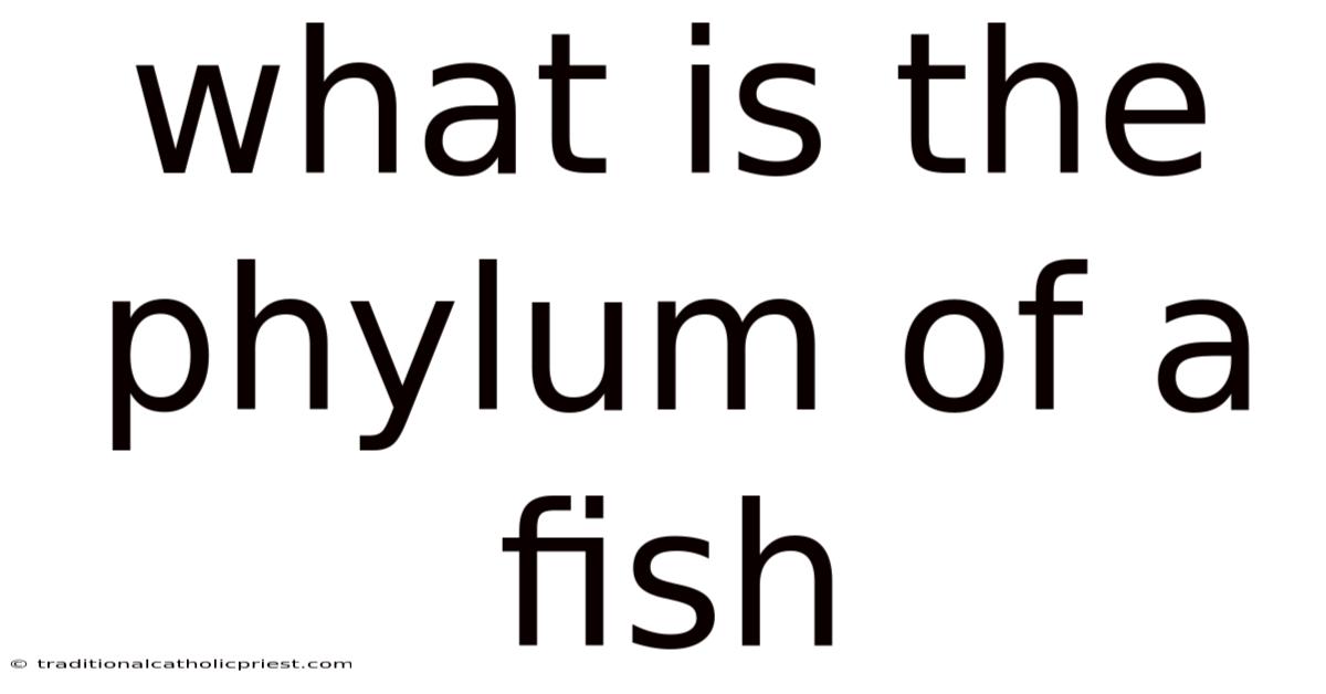 What Is The Phylum Of A Fish