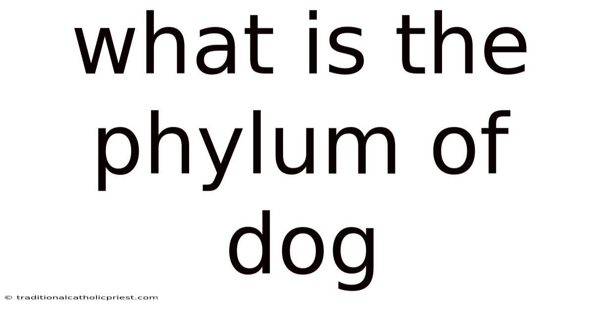 What Is The Phylum Of Dog