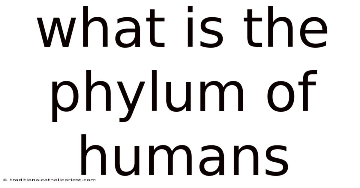 What Is The Phylum Of Humans