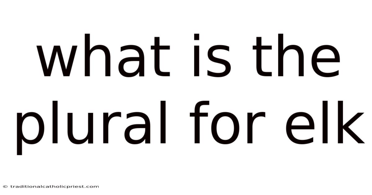 What Is The Plural For Elk