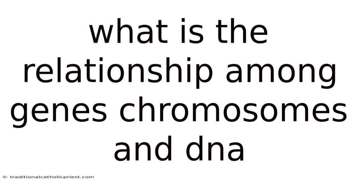 What Is The Relationship Among Genes Chromosomes And Dna