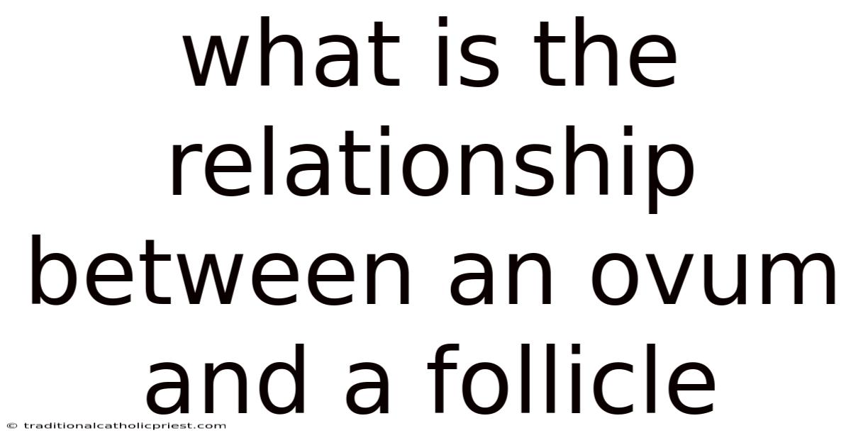 What Is The Relationship Between An Ovum And A Follicle