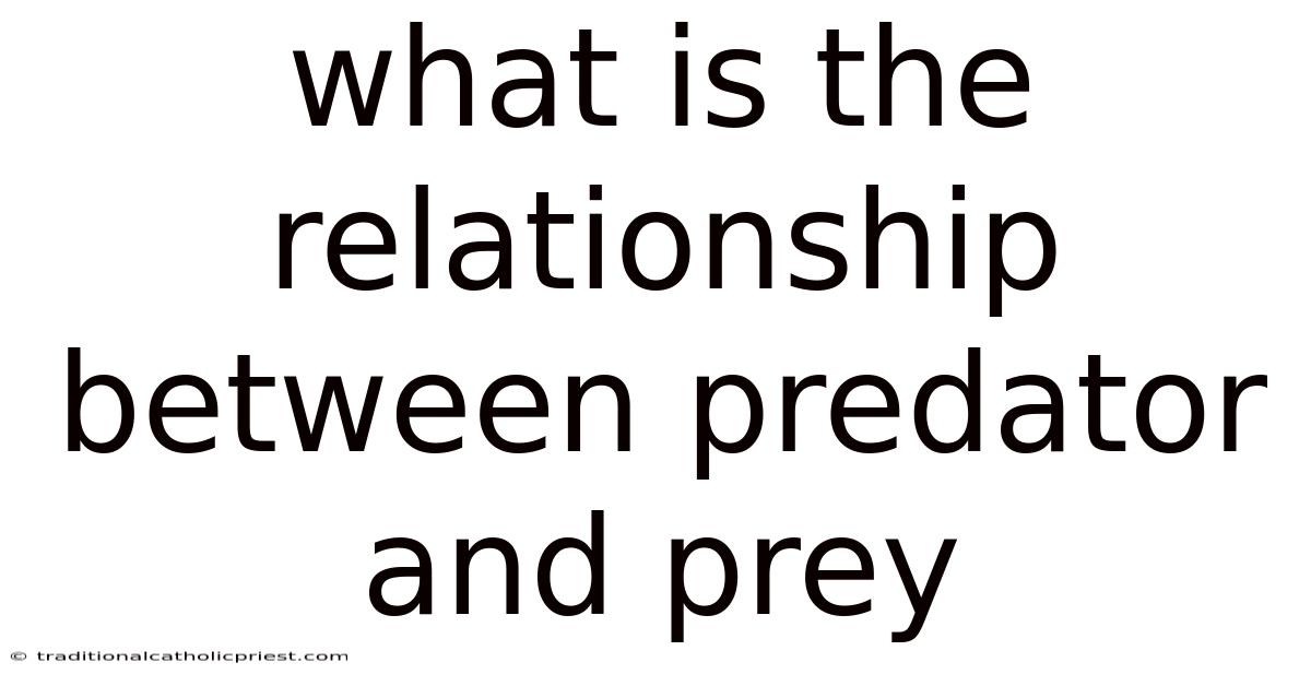 What Is The Relationship Between Predator And Prey