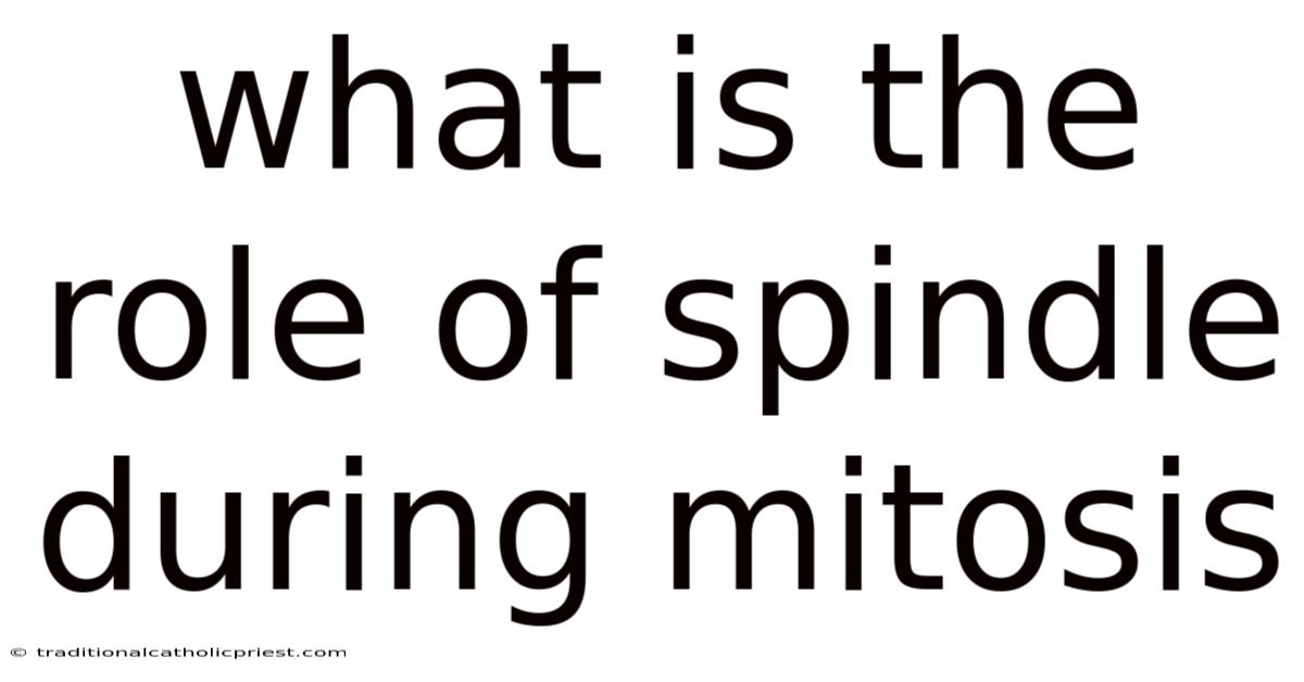 What Is The Role Of Spindle During Mitosis