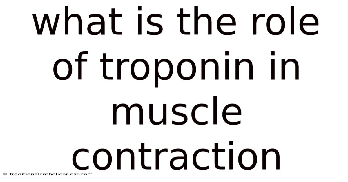What Is The Role Of Troponin In Muscle Contraction