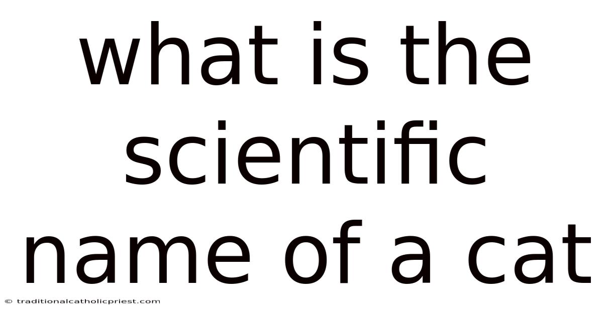 What Is The Scientific Name Of A Cat