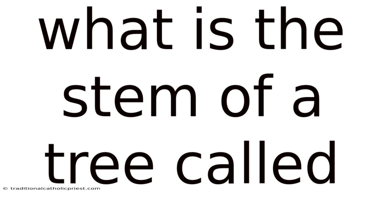 What Is The Stem Of A Tree Called