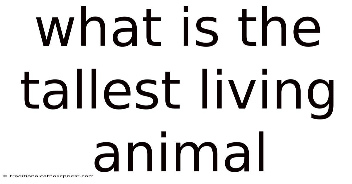 What Is The Tallest Living Animal