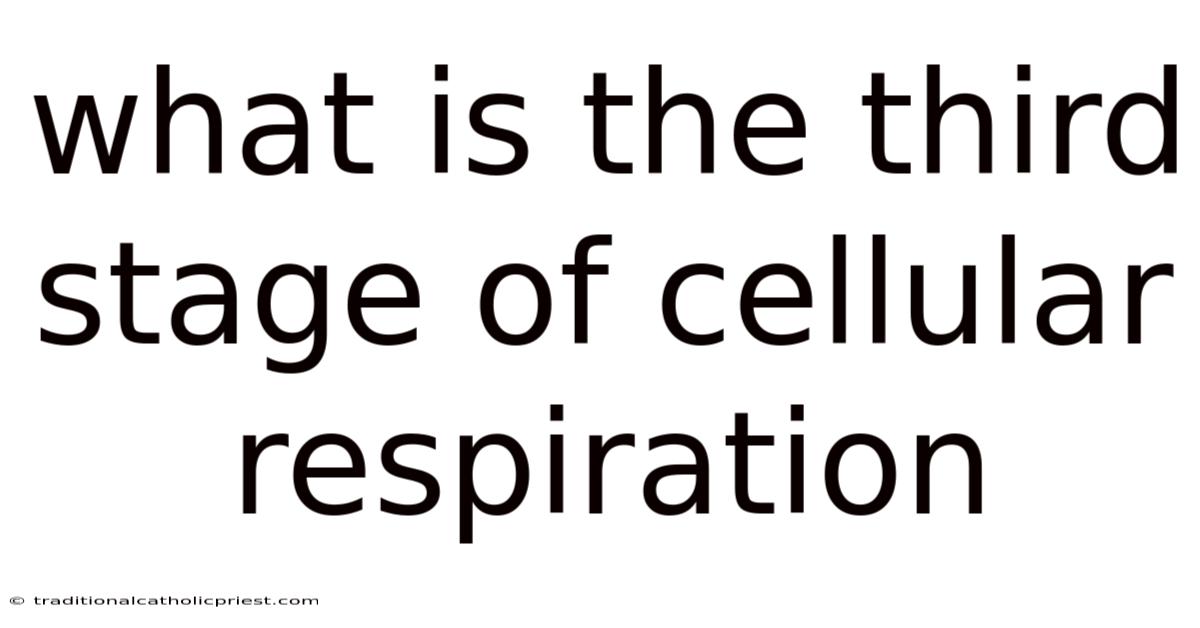 What Is The Third Stage Of Cellular Respiration