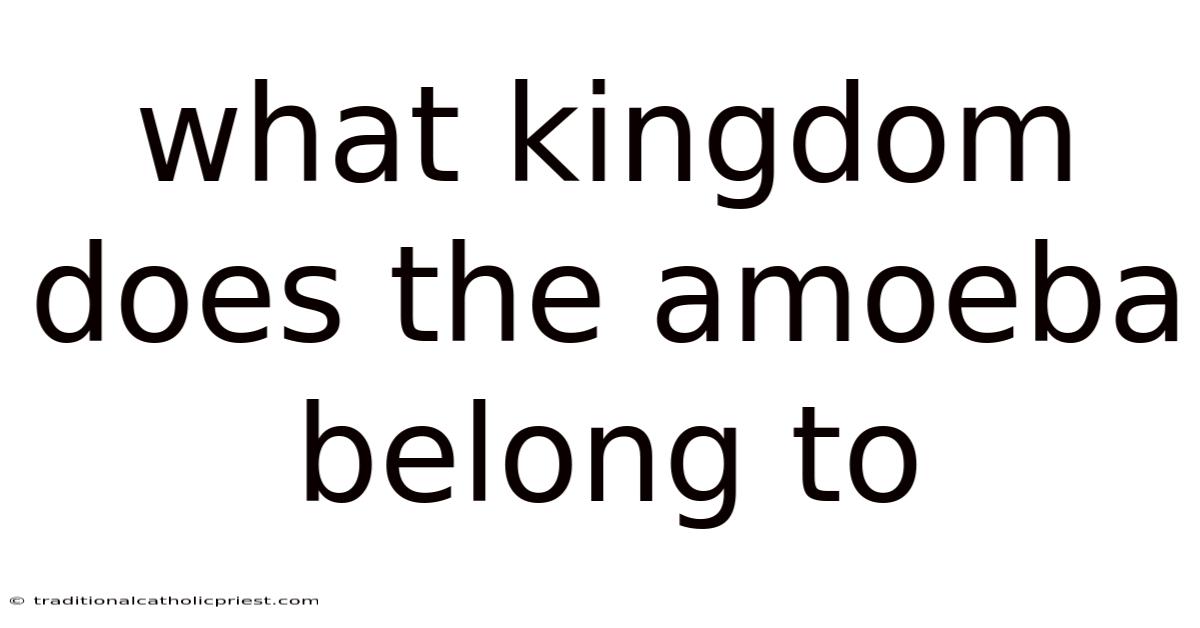 What Kingdom Does The Amoeba Belong To