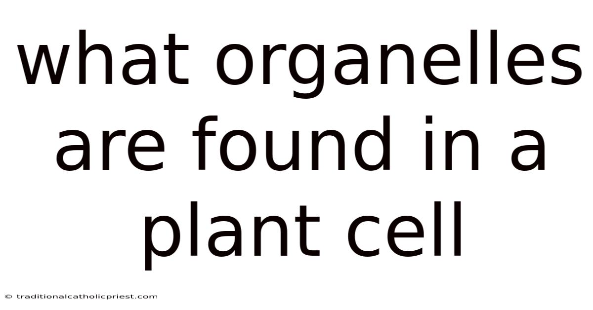 What Organelles Are Found In A Plant Cell
