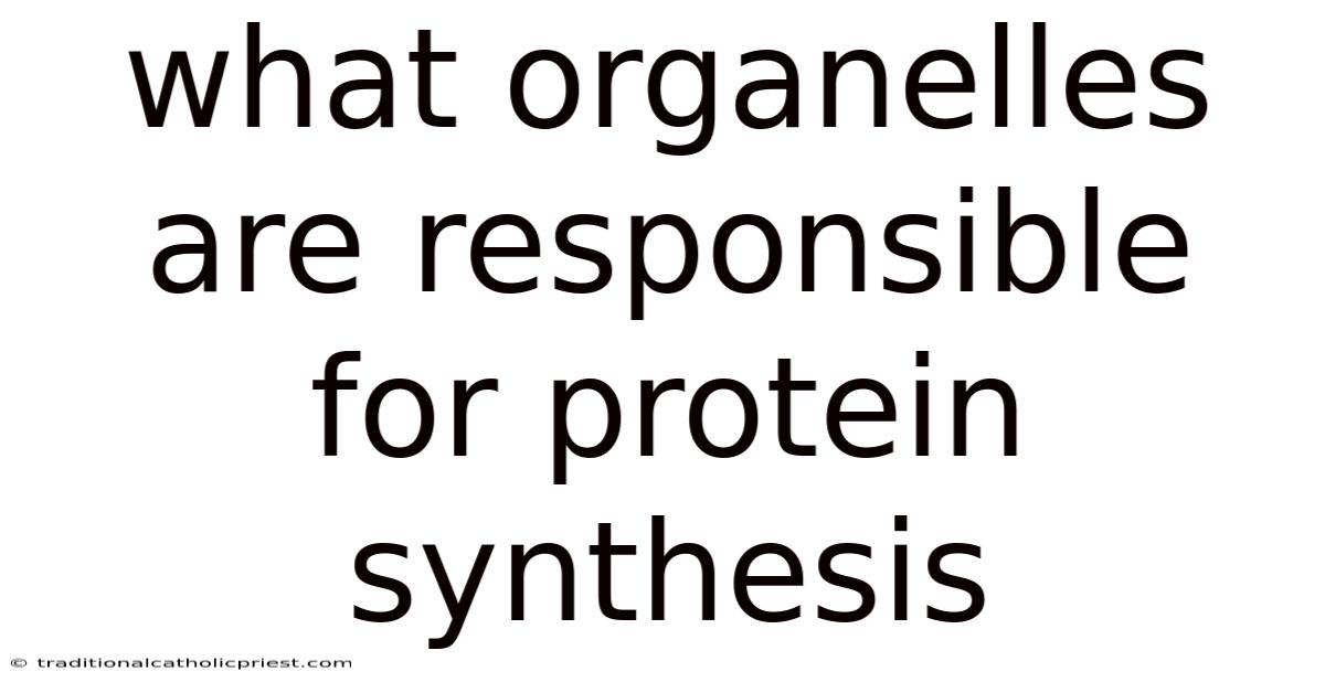 What Organelles Are Responsible For Protein Synthesis