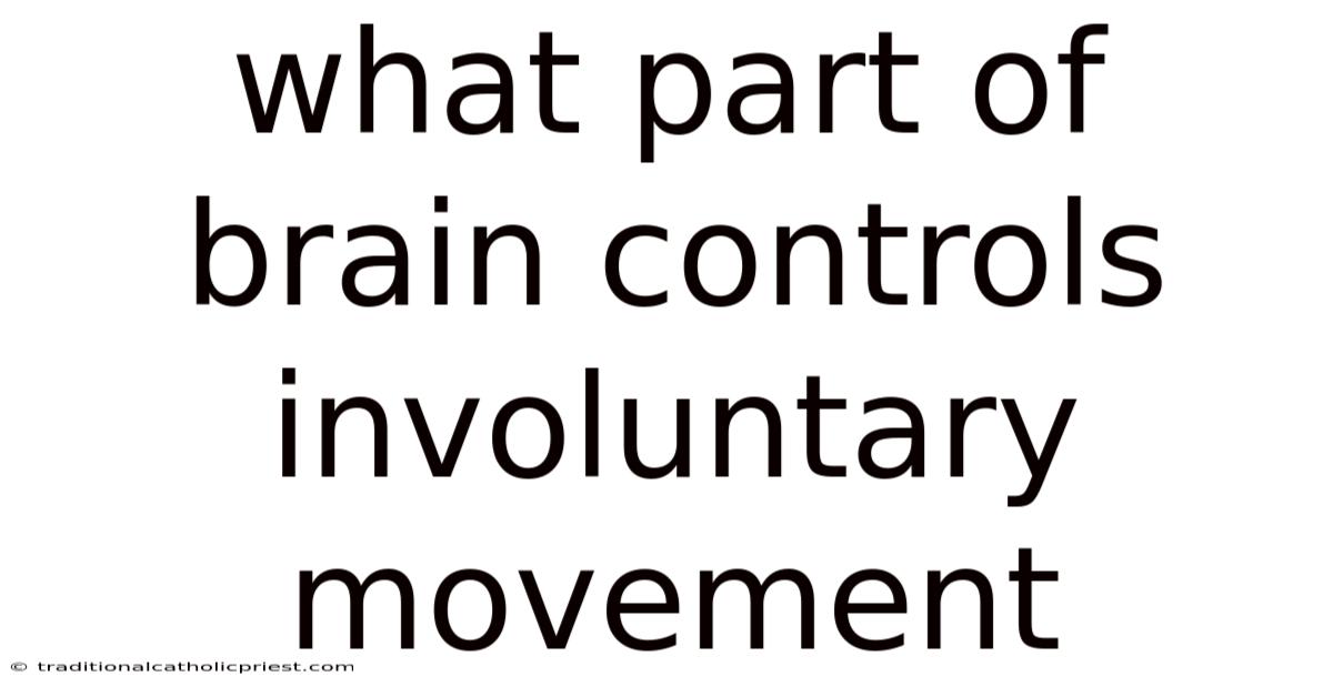 What Part Of Brain Controls Involuntary Movement
