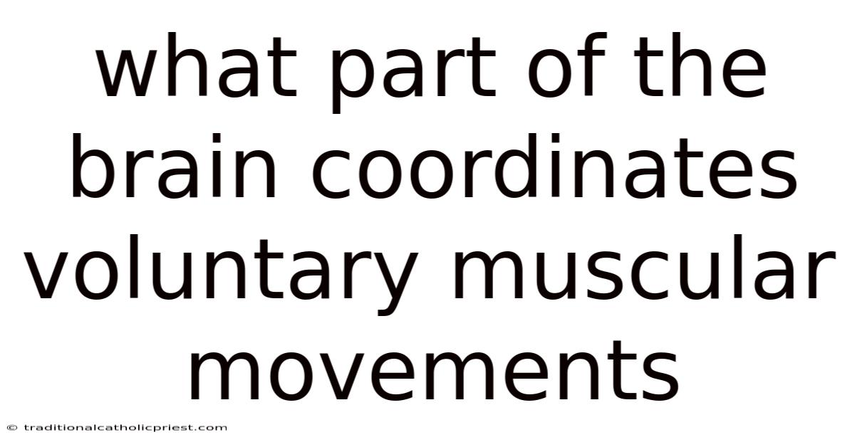 What Part Of The Brain Coordinates Voluntary Muscular Movements