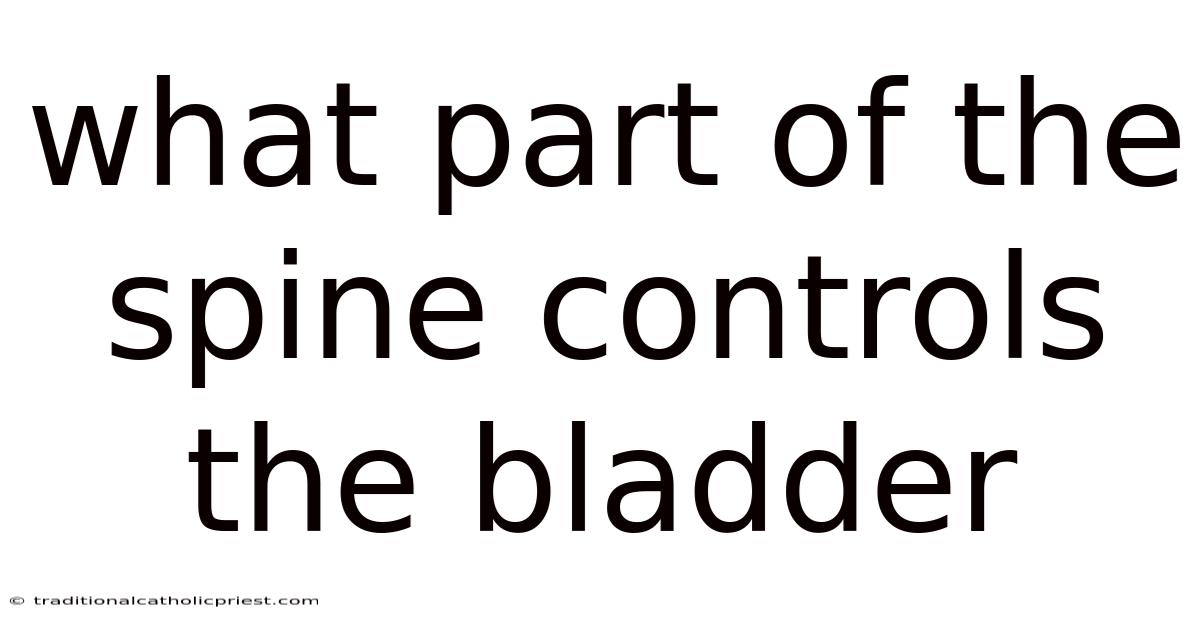 What Part Of The Spine Controls The Bladder