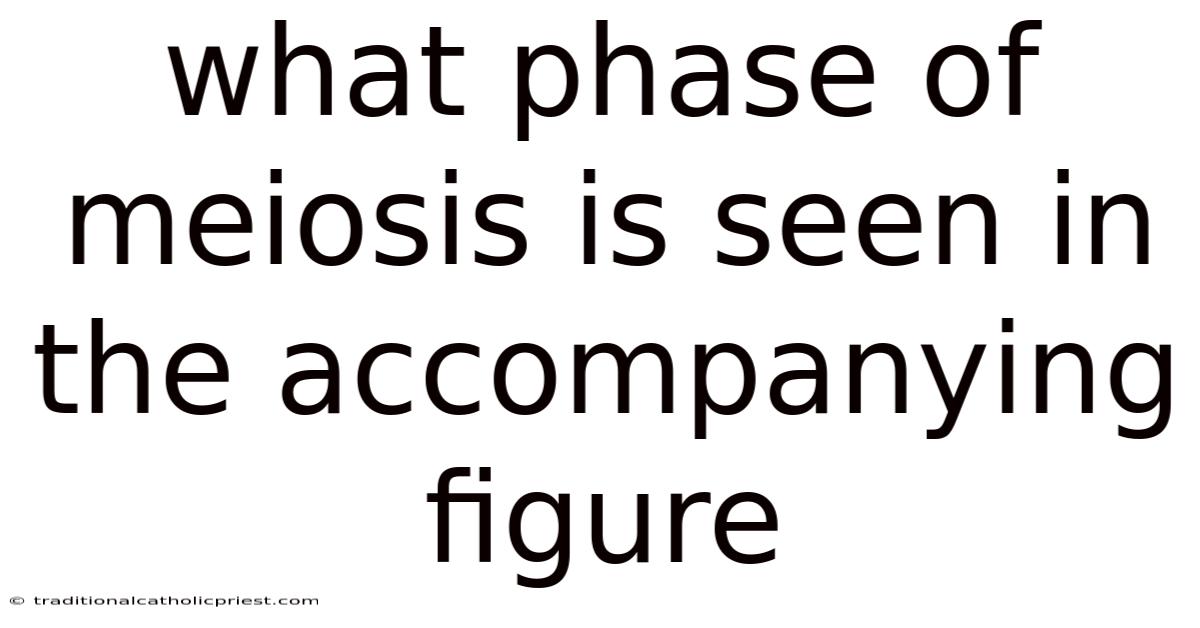 What Phase Of Meiosis Is Seen In The Accompanying Figure
