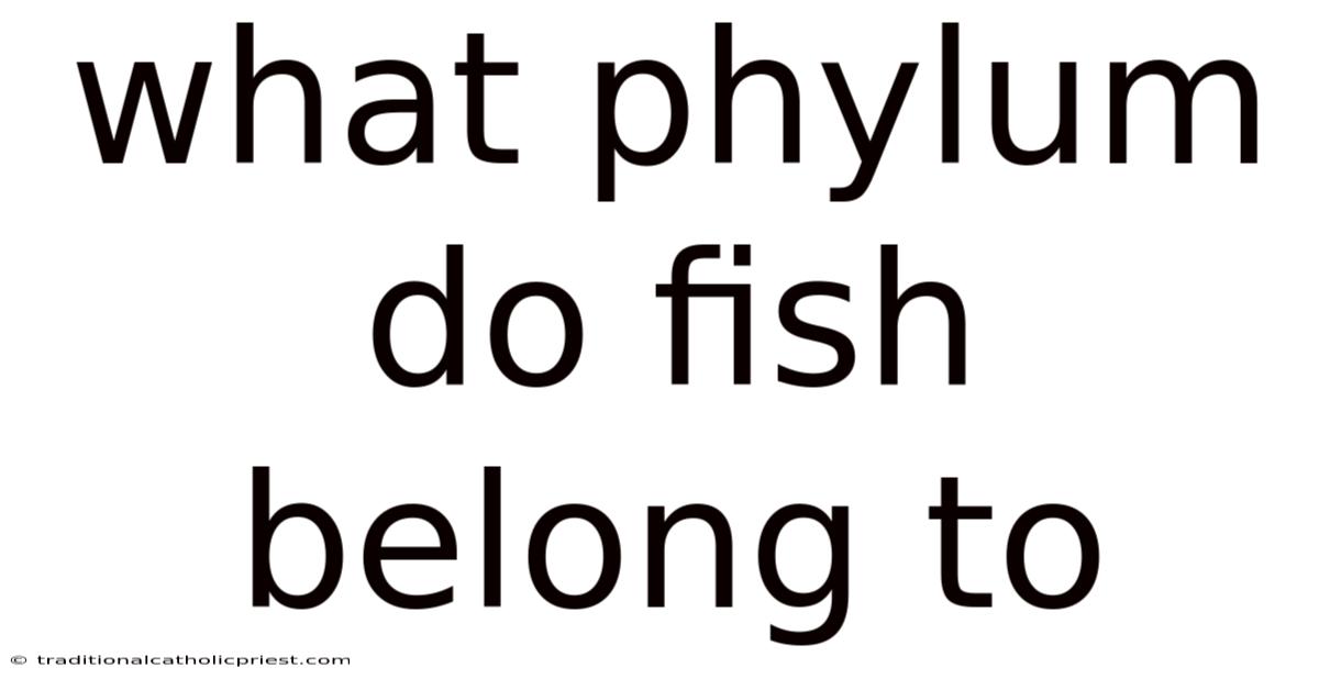 What Phylum Do Fish Belong To