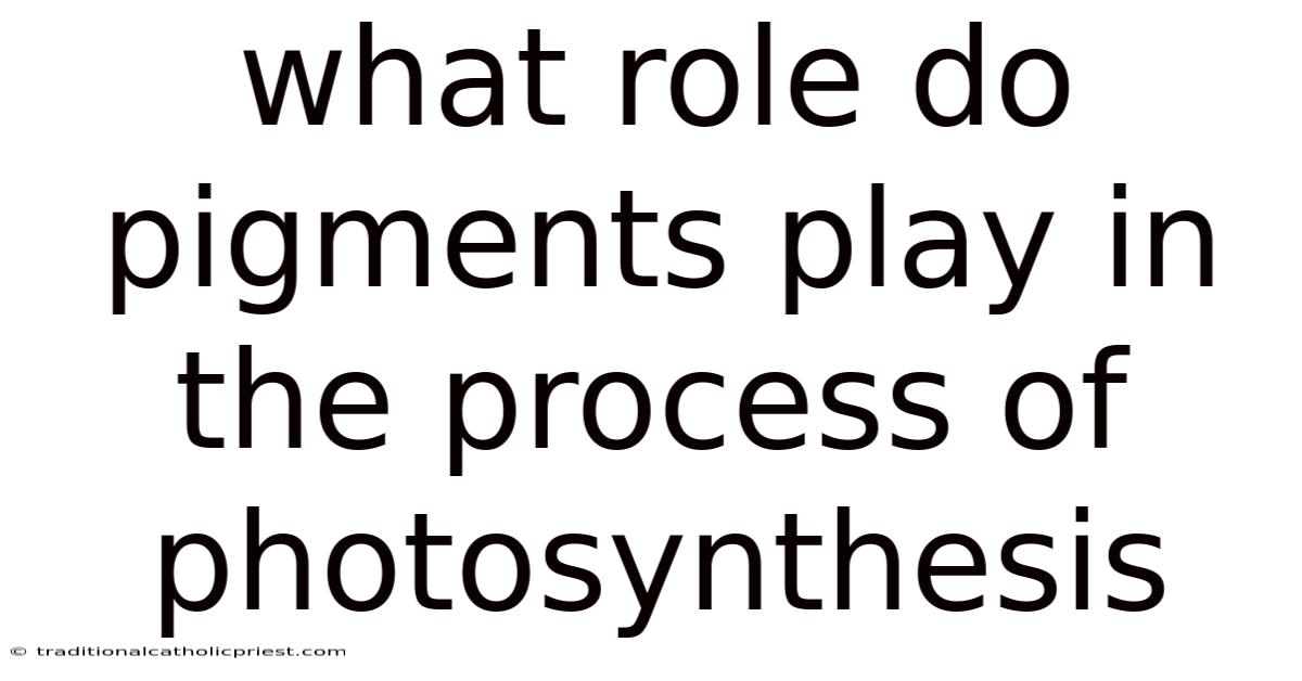What Role Do Pigments Play In The Process Of Photosynthesis