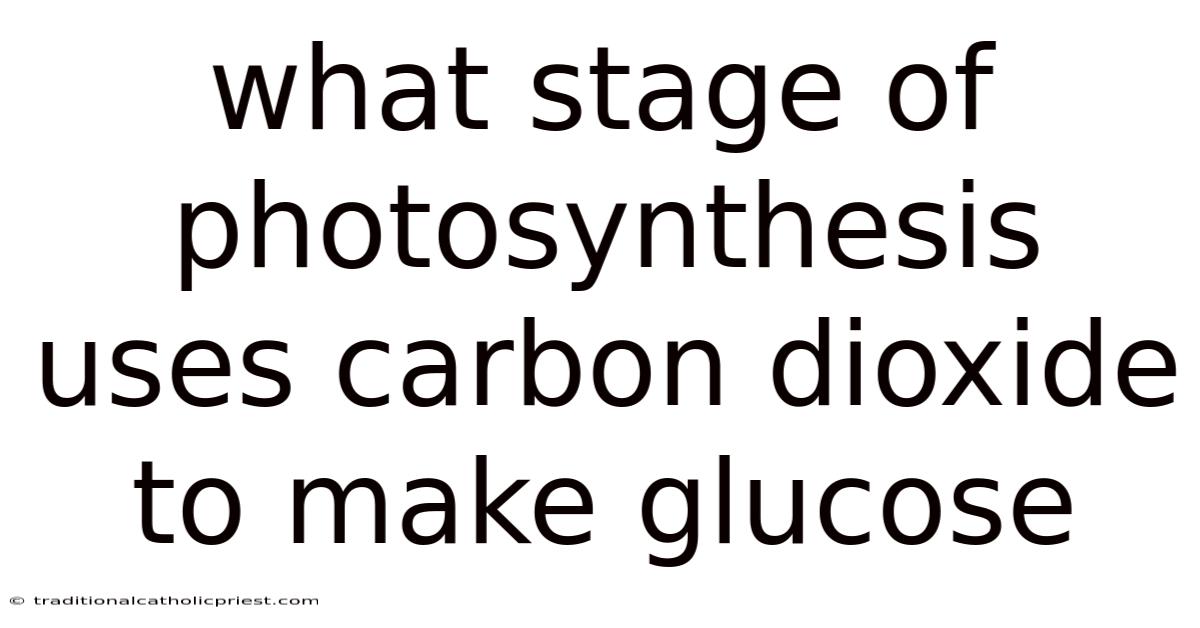 What Stage Of Photosynthesis Uses Carbon Dioxide To Make Glucose