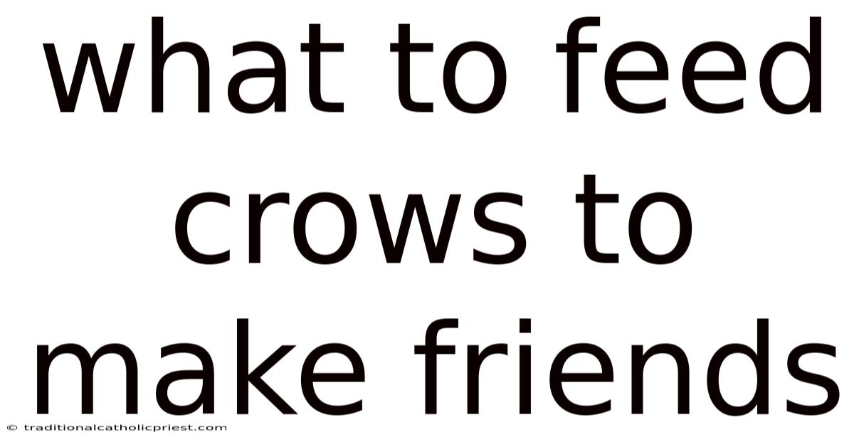 What To Feed Crows To Make Friends