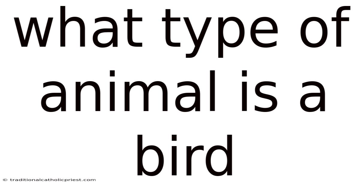 What Type Of Animal Is A Bird