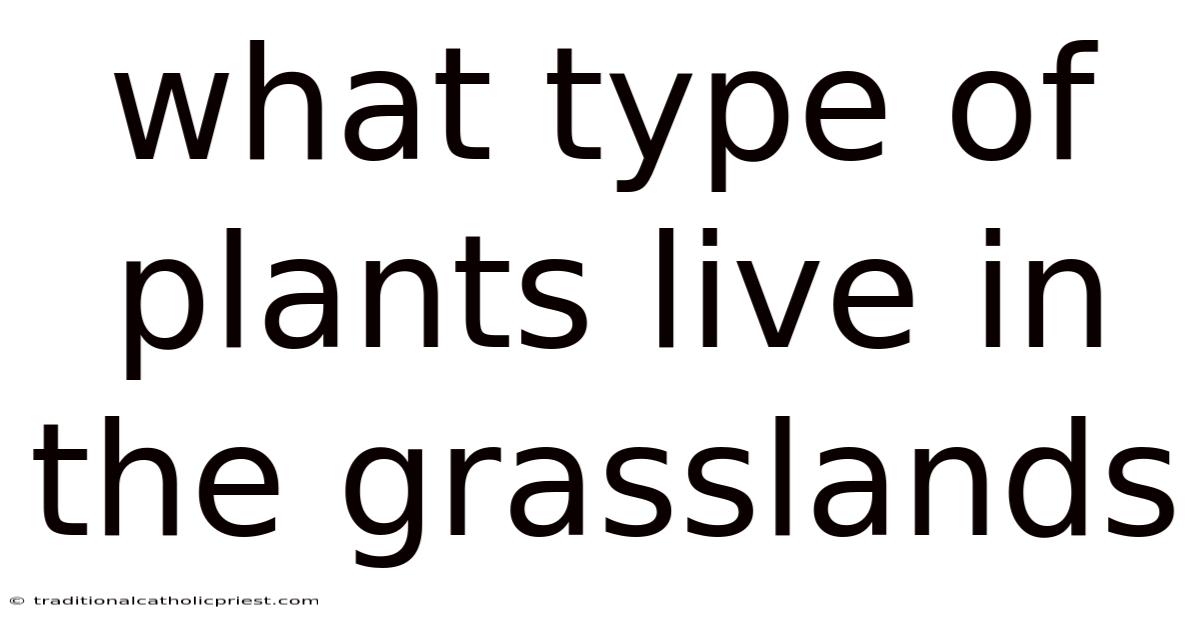 What Type Of Plants Live In The Grasslands