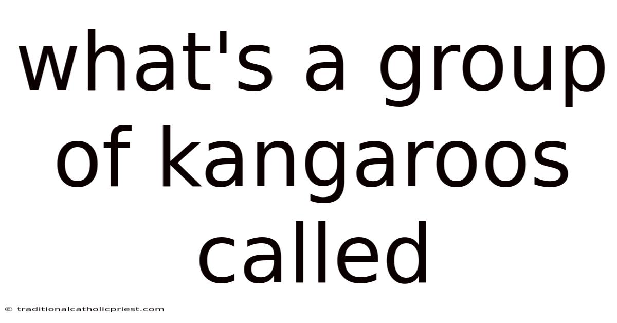 What's A Group Of Kangaroos Called