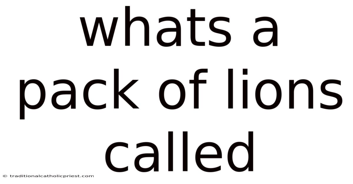 Whats A Pack Of Lions Called