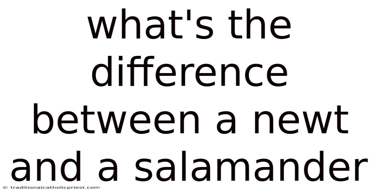 What's The Difference Between A Newt And A Salamander