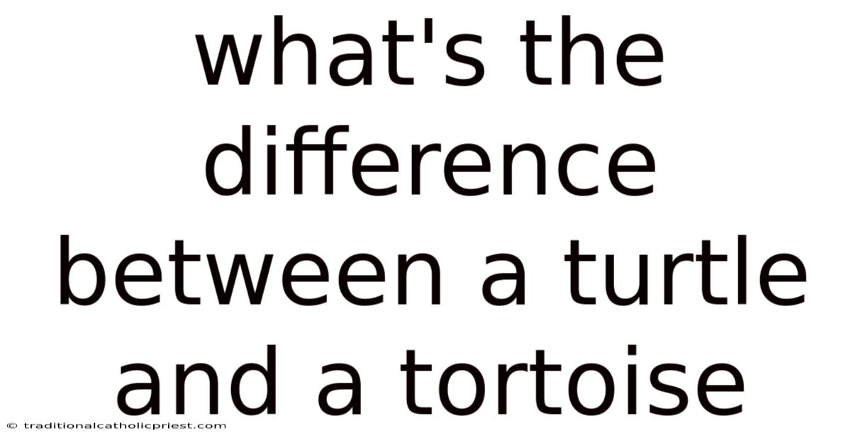What's The Difference Between A Turtle And A Tortoise
