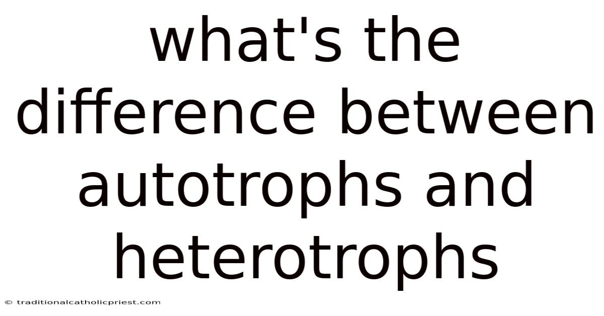 What's The Difference Between Autotrophs And Heterotrophs