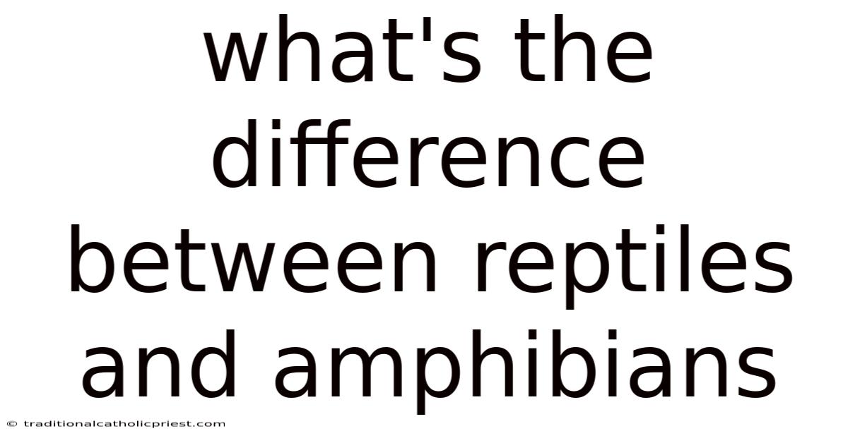 What's The Difference Between Reptiles And Amphibians