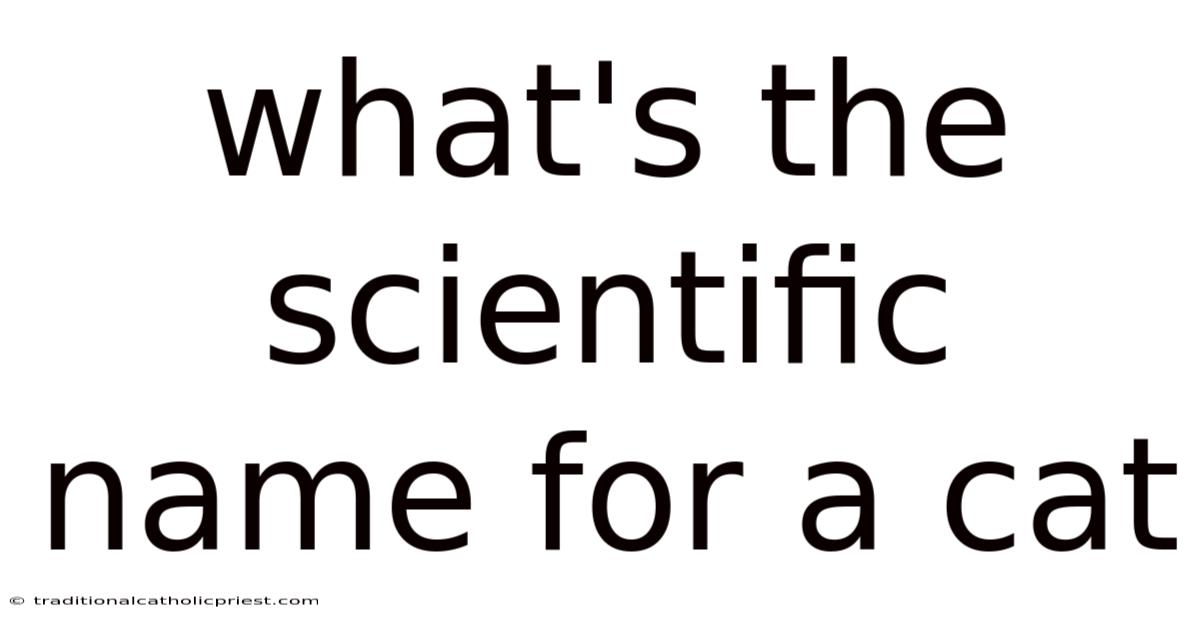 What's The Scientific Name For A Cat