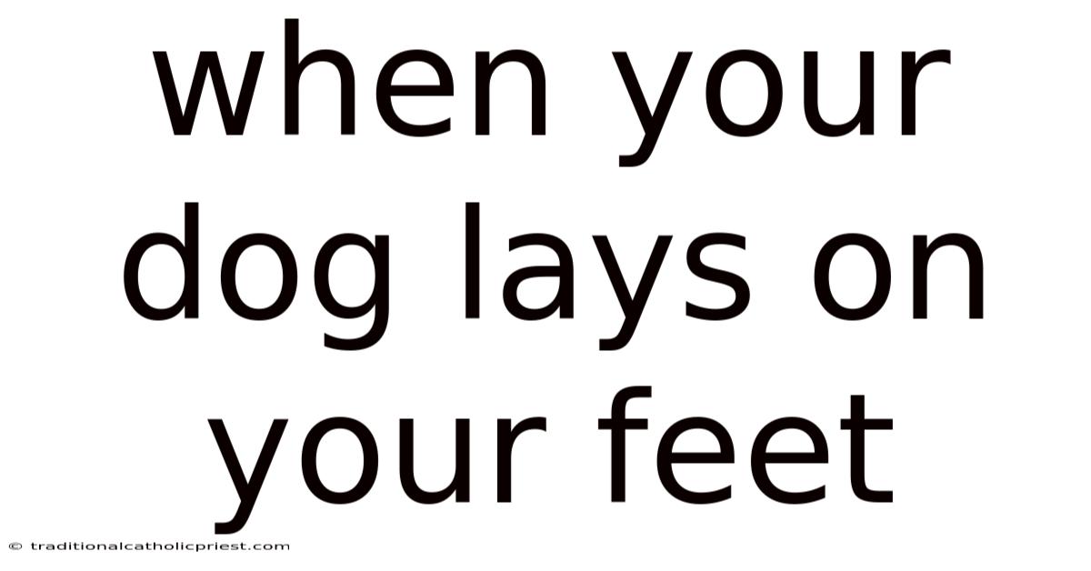 When Your Dog Lays On Your Feet