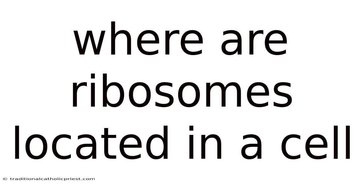 Where Are Ribosomes Located In A Cell