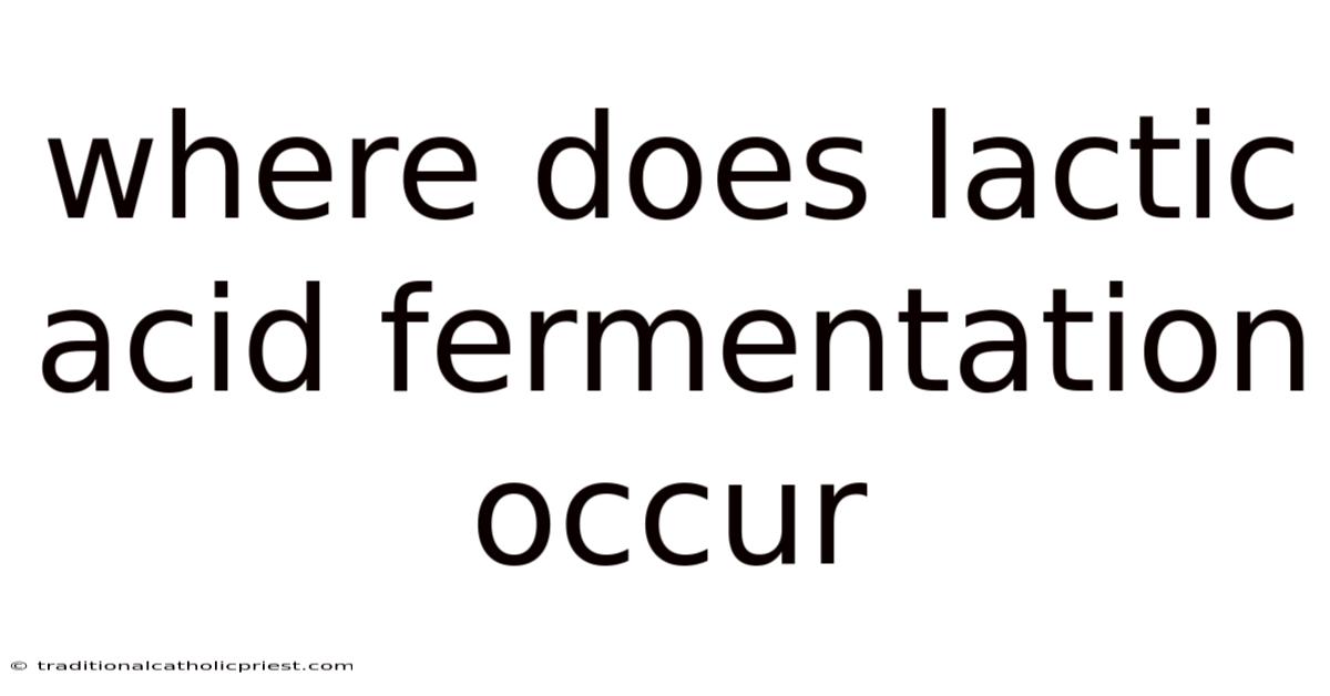 Where Does Lactic Acid Fermentation Occur