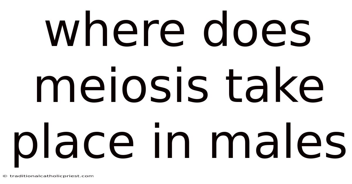Where Does Meiosis Take Place In Males