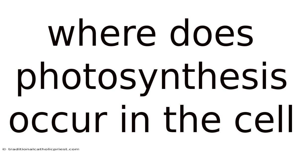 Where Does Photosynthesis Occur In The Cell