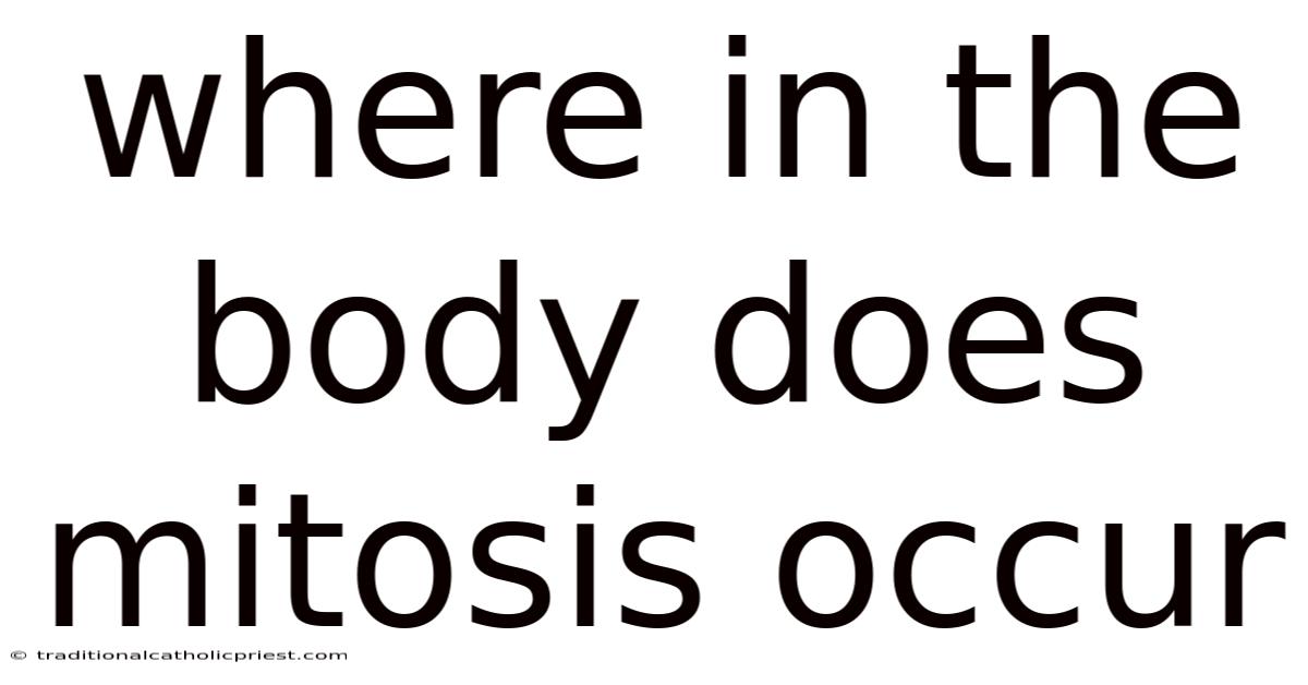 Where In The Body Does Mitosis Occur