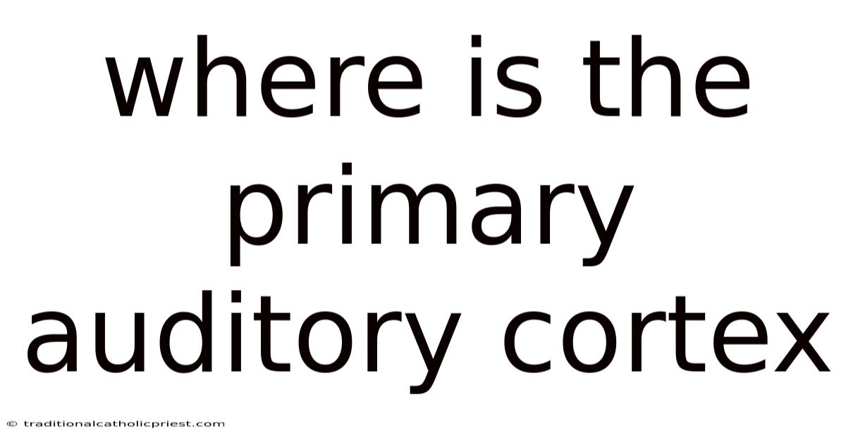 Where Is The Primary Auditory Cortex