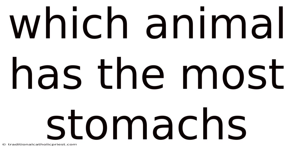 Which Animal Has The Most Stomachs